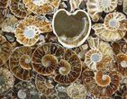 Composite Plate Of Agatized Ammonite Fossils #57743-1